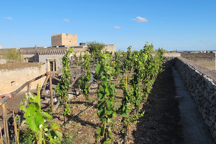 Antica Cantina del Salento Cupertinum - Lecce-Puglia - Italië